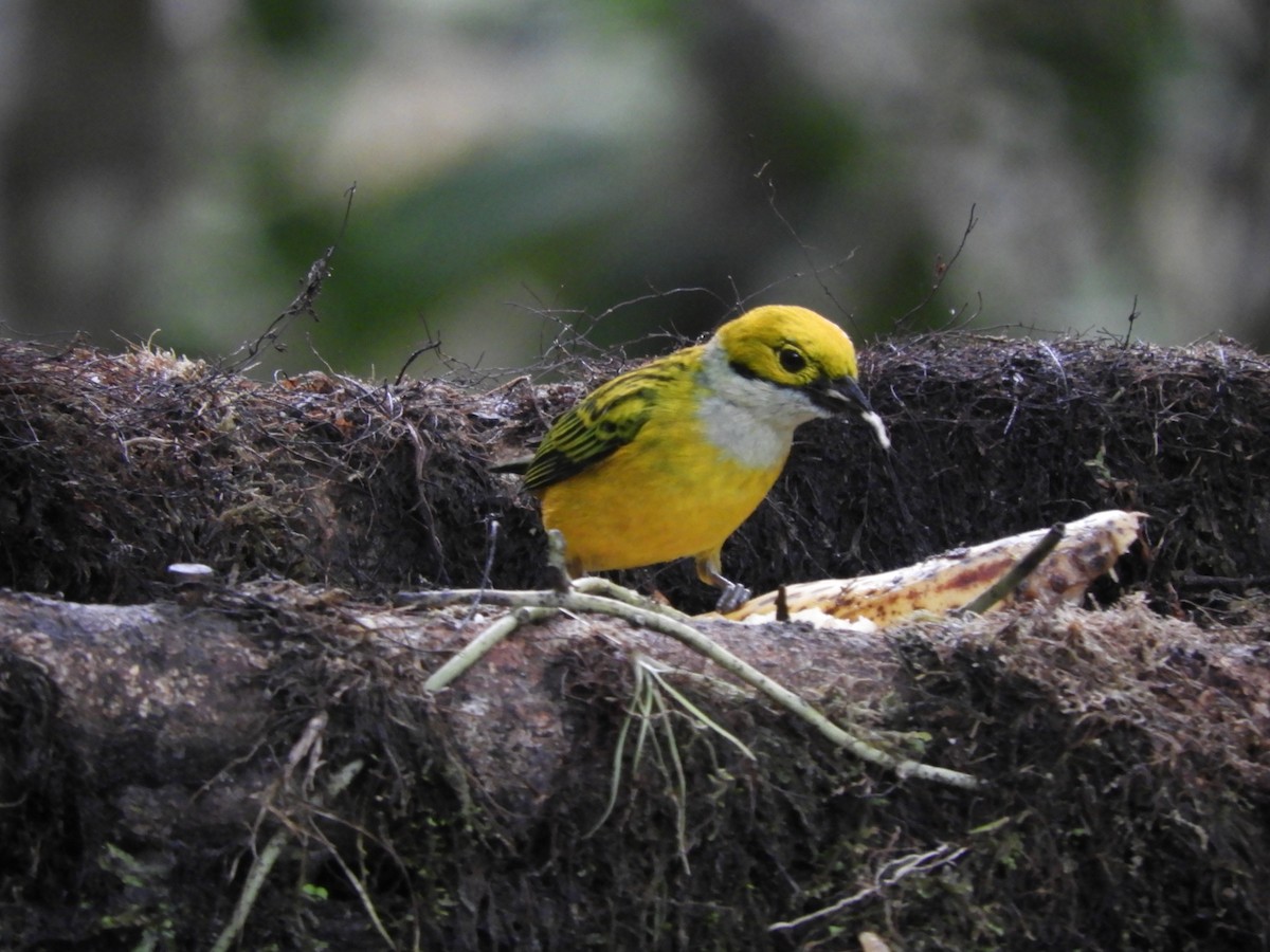 Silver-throated Tanager - ML417570081