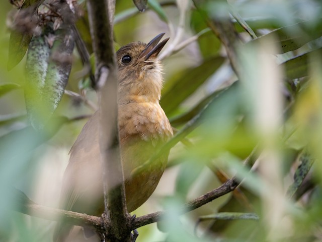 Tawny Antpitta