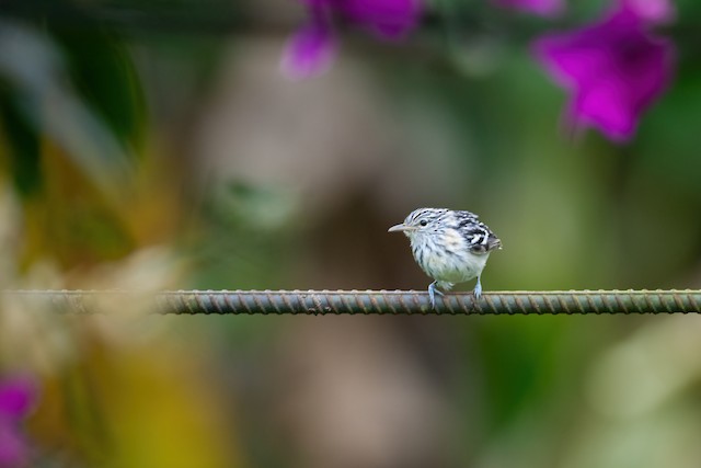 Pacific Antwren