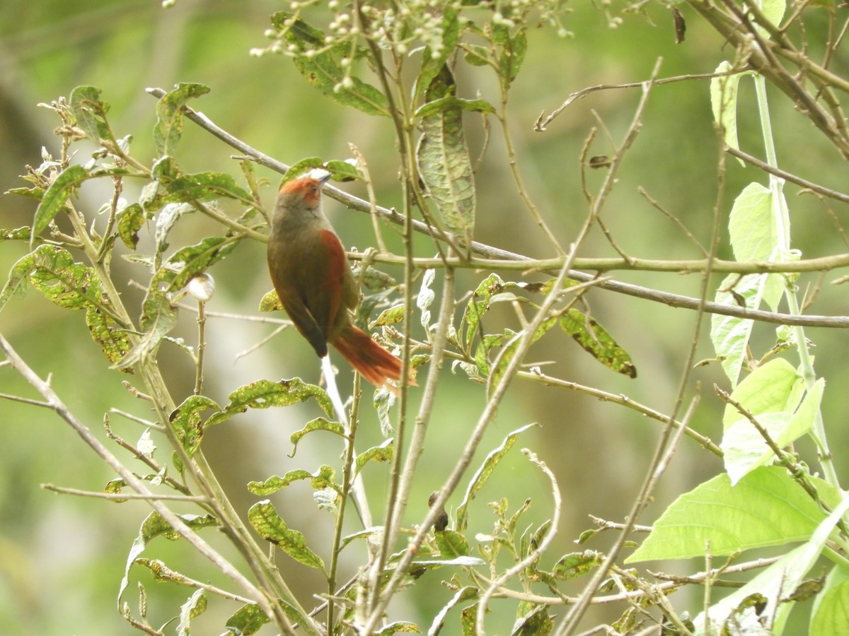 Pale-breasted Spinetail - ML417574771