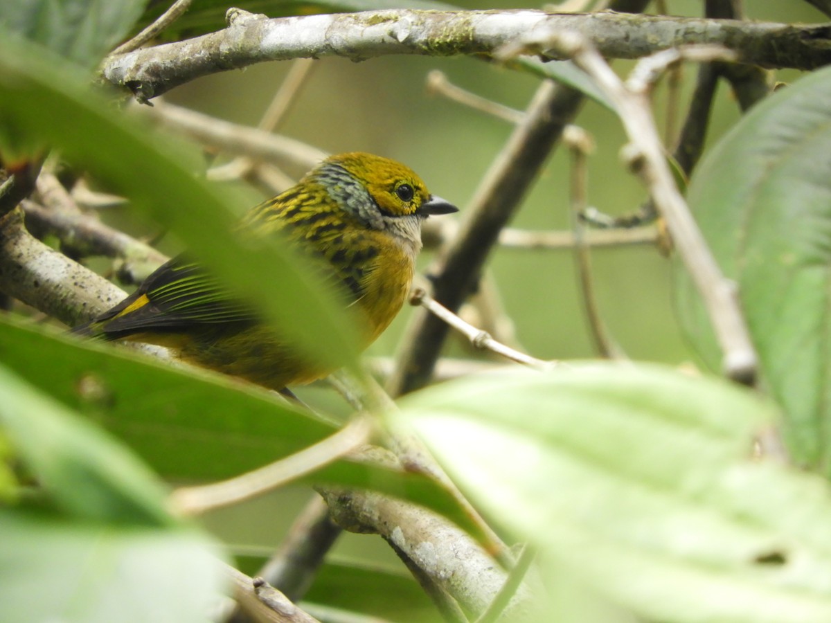 Silver-throated Tanager - ML417575191