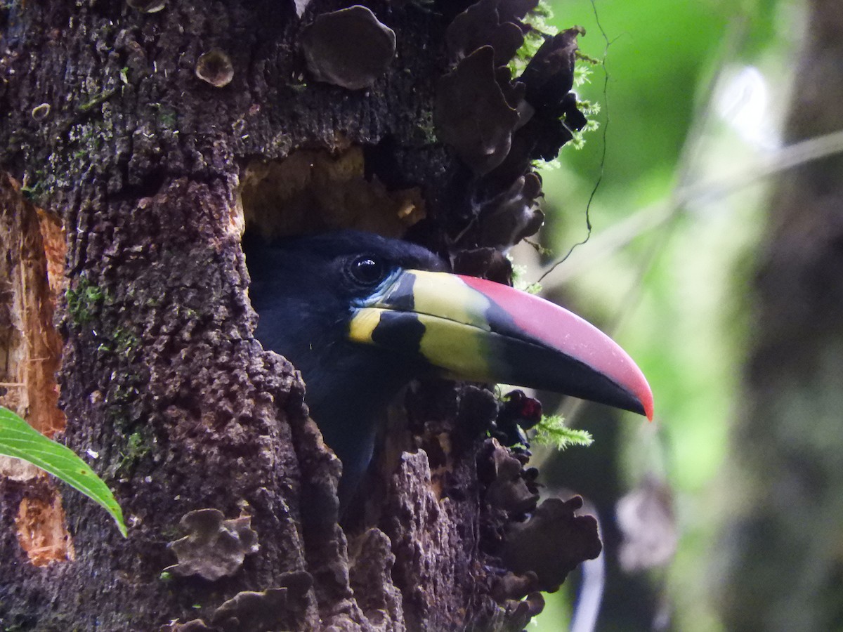 Gray-breasted Mountain-Toucan - ML417576681