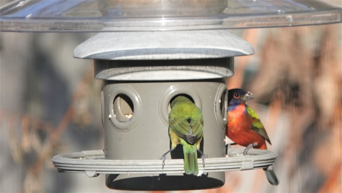 Painted Bunting - ML417578121