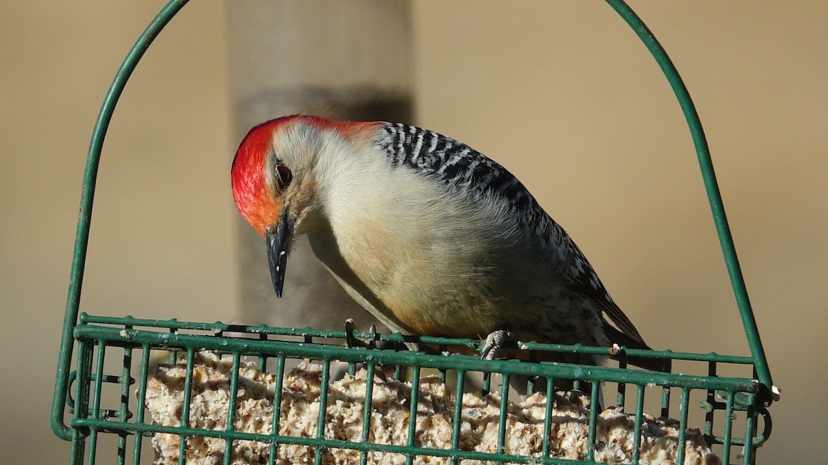 Red-bellied Woodpecker - Mark Haindfield