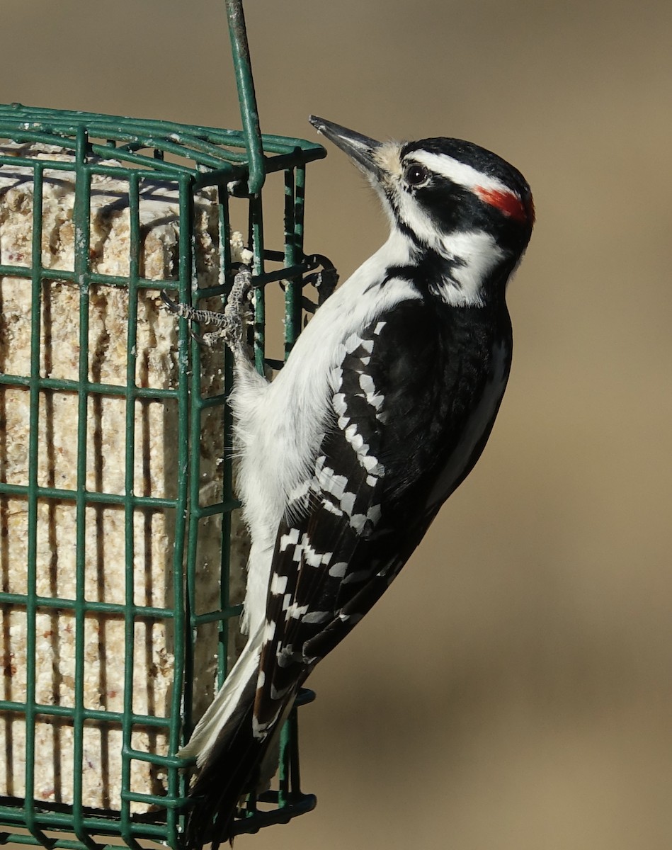Hairy Woodpecker - Mark Haindfield