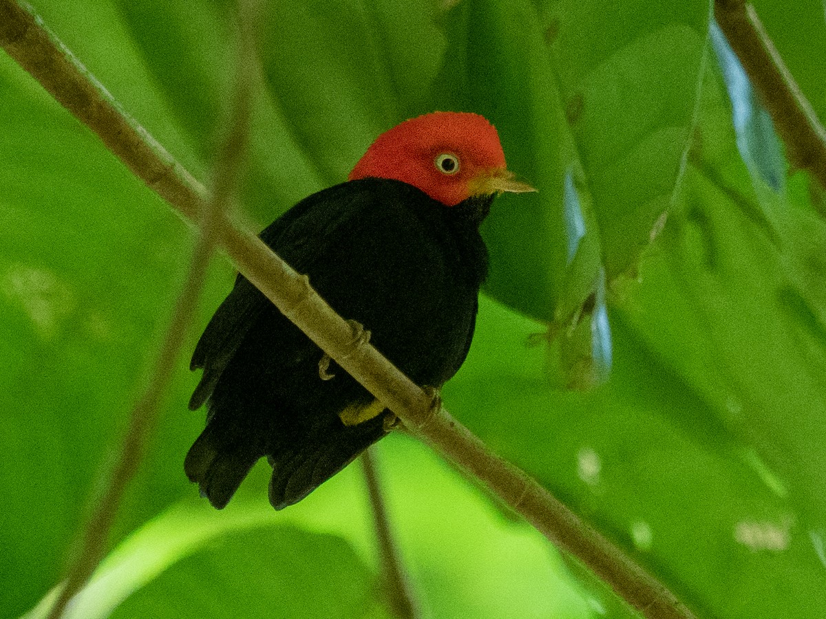 Red-capped Manakin - Kevin McAuliffe