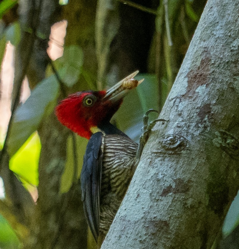 Pale-billed Woodpecker - ML417582921