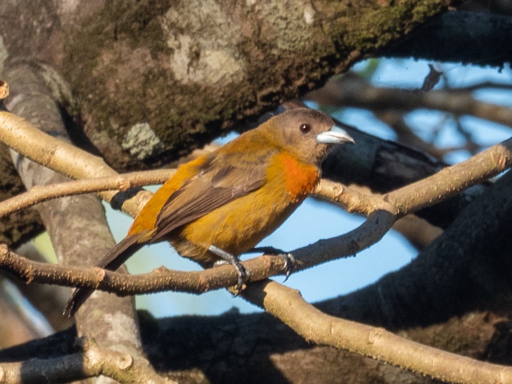 Scarlet-rumped Tanager - ML417583351