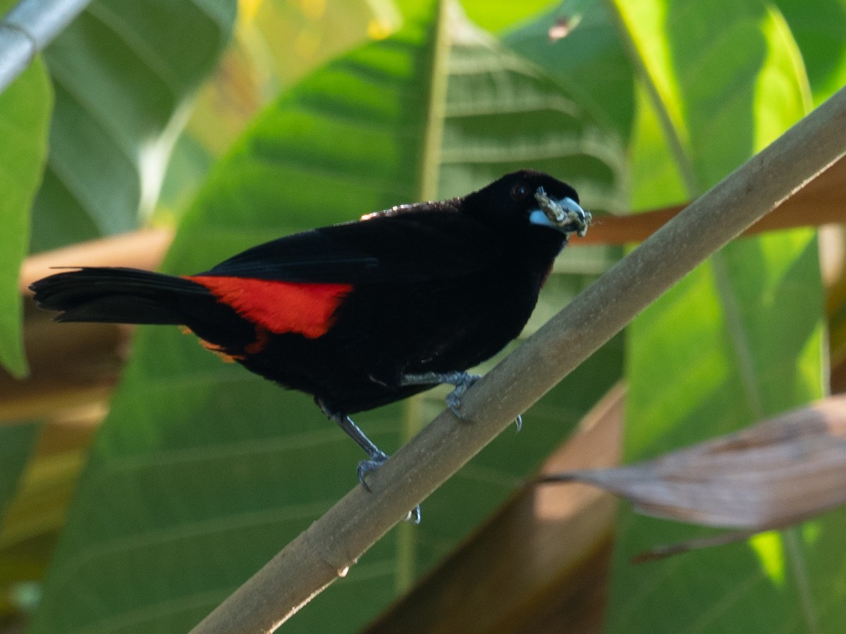 Scarlet-rumped Tanager - Kevin McAuliffe
