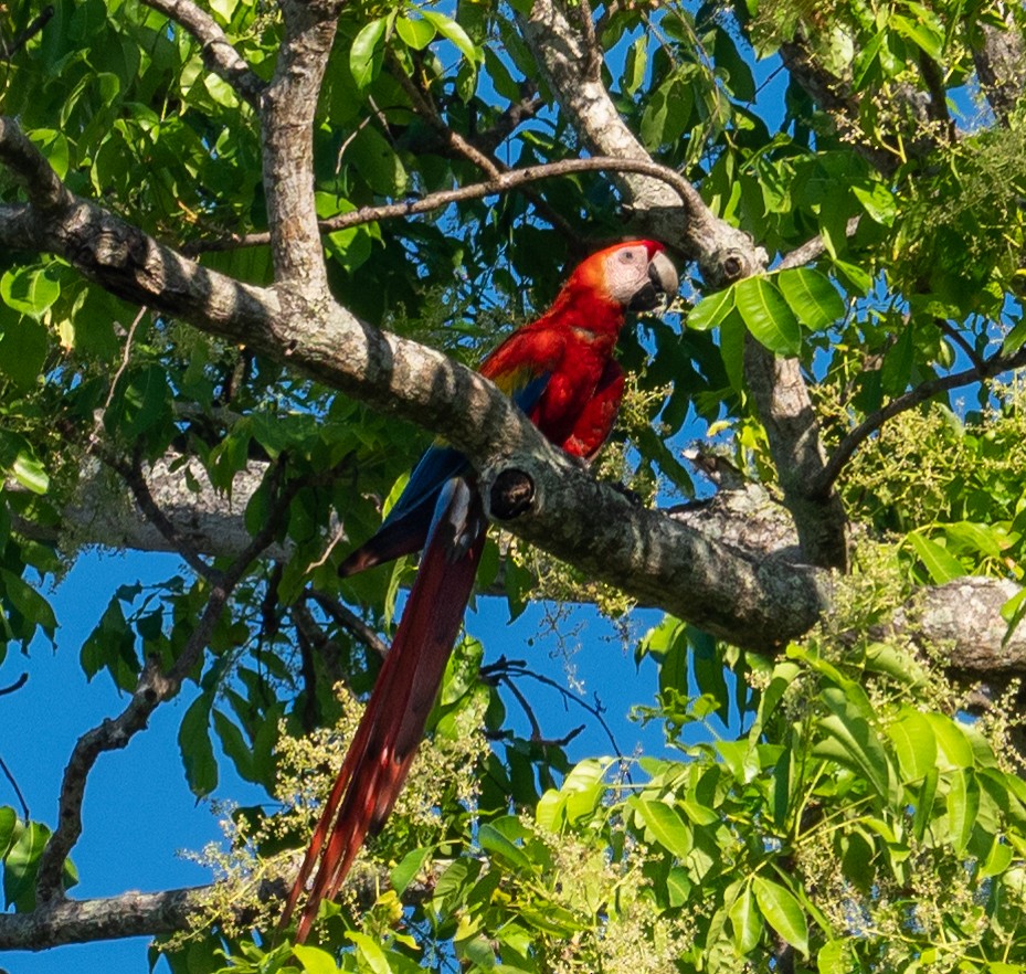 Scarlet Macaw - ML417584101