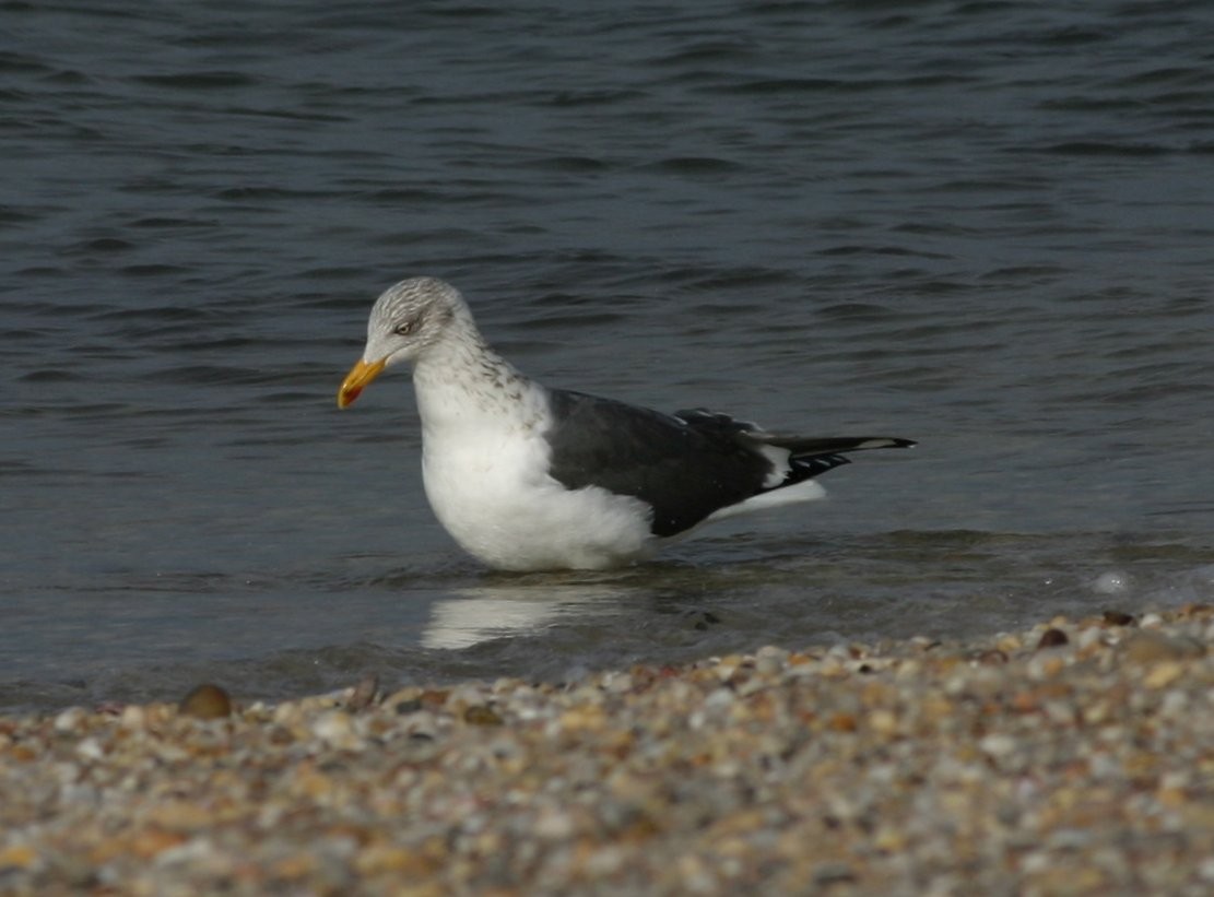 Lesser Black-backed Gull - Shai Mitra