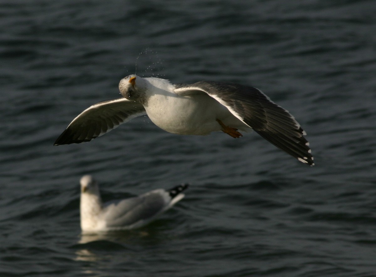 Lesser Black-backed Gull - Shai Mitra