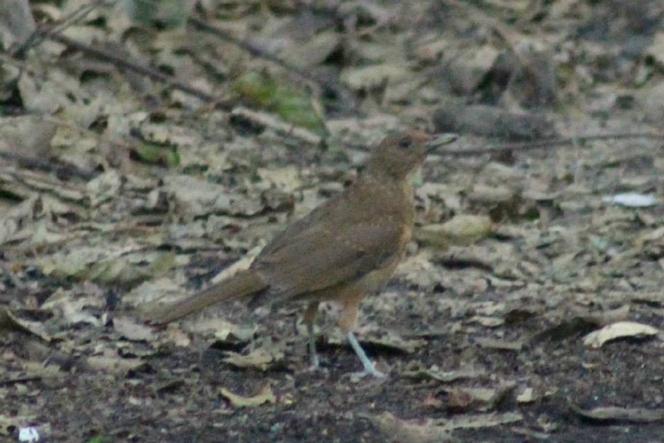 Clay-colored Thrush - Nathan O'Reilly