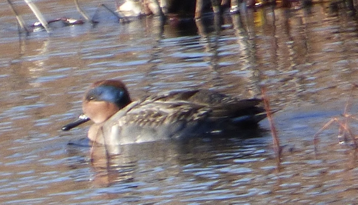 Green-winged Teal - ML41759601