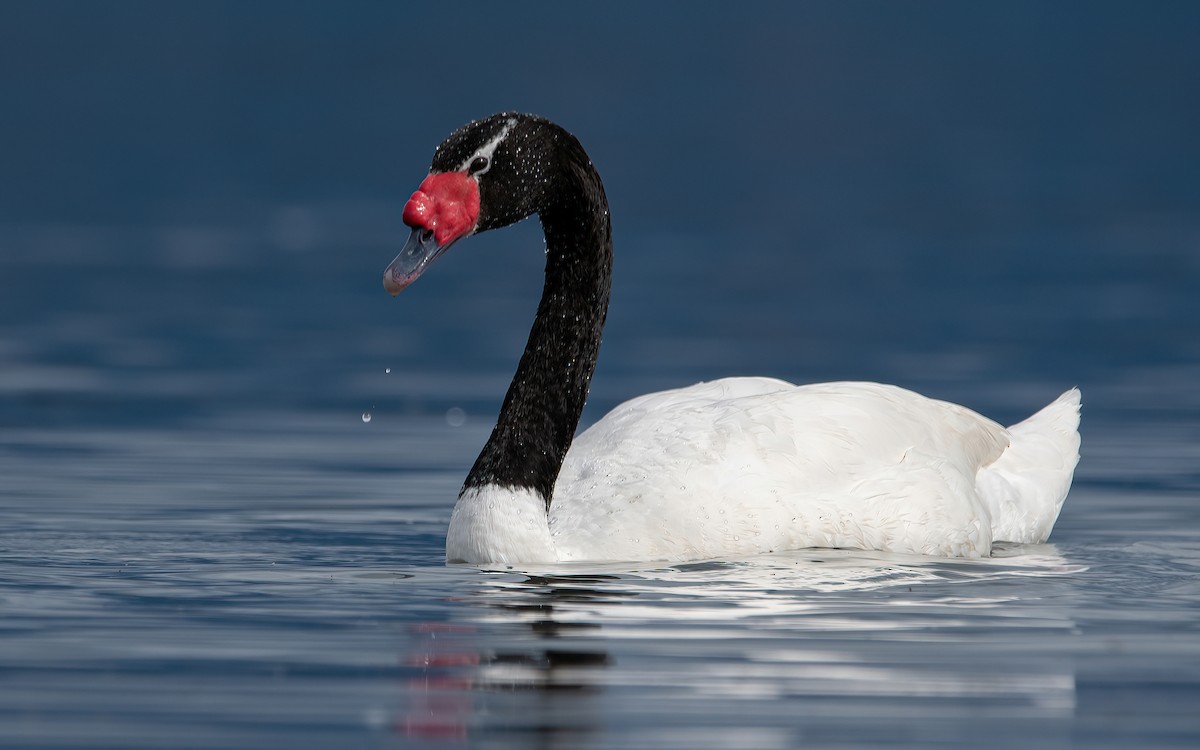 Black-necked Swan - ML417600601