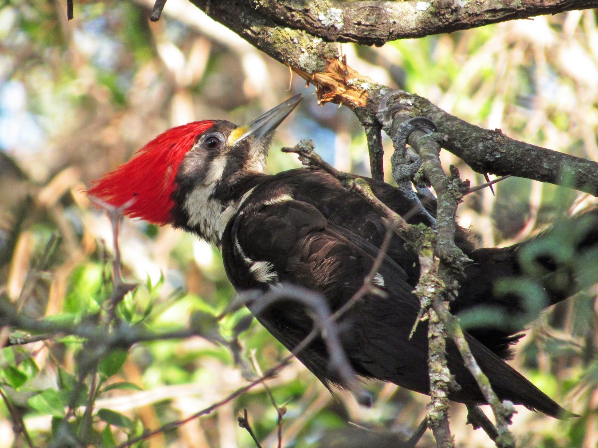 Black-bodied Woodpecker - ML417608411