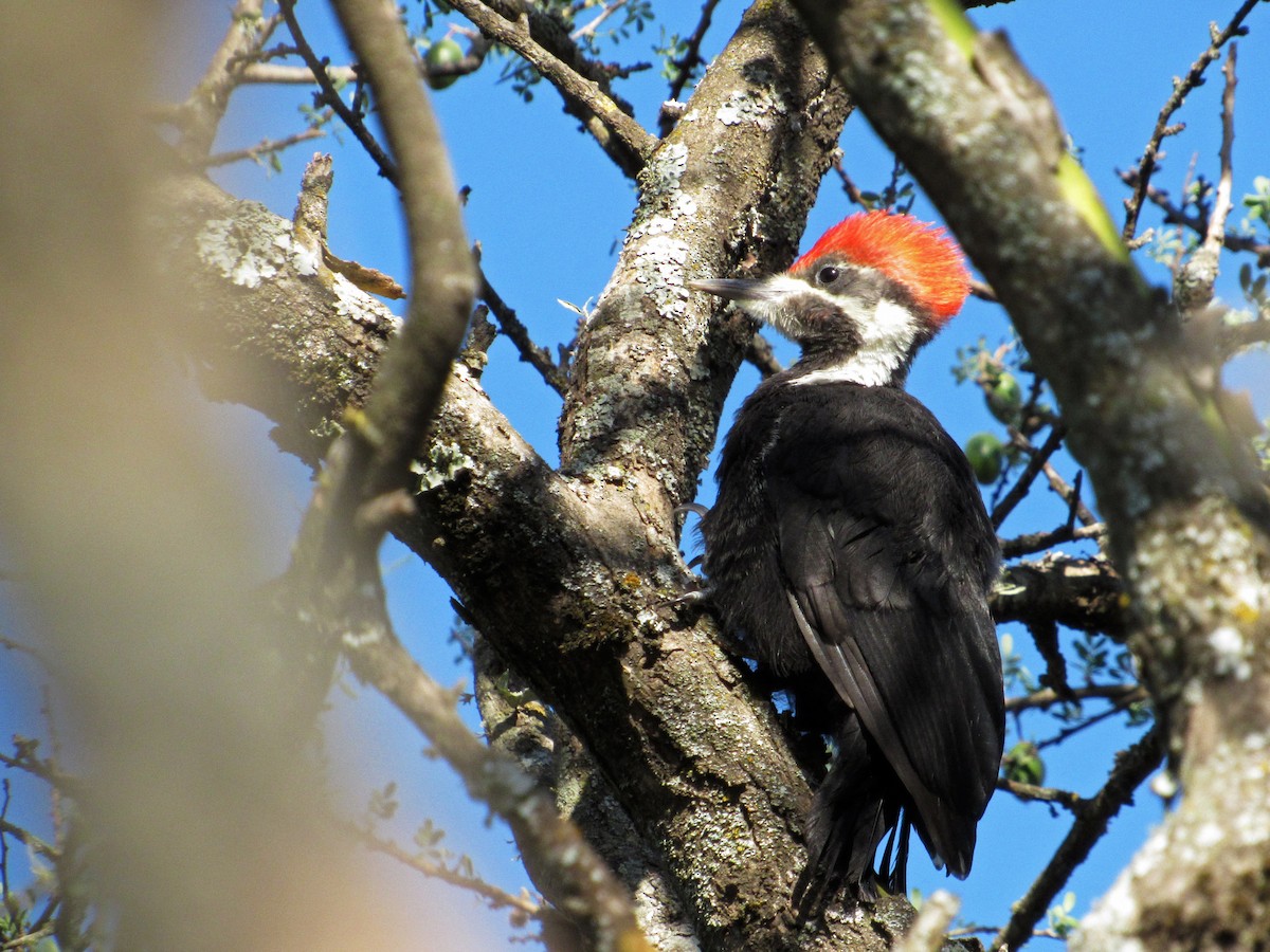 Black-bodied Woodpecker - Alasco López