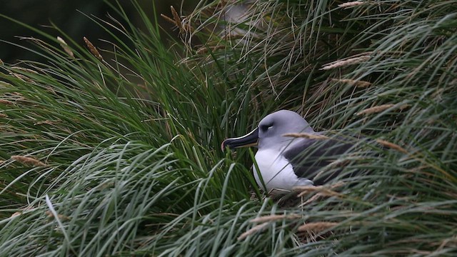 Gray-headed Albatross - ML417608551