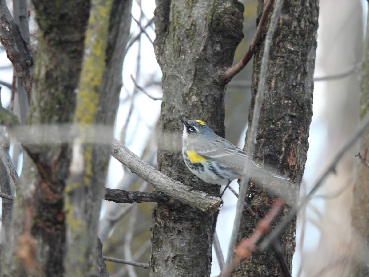 Yellow-rumped Warbler (Myrtle) - ML417612181