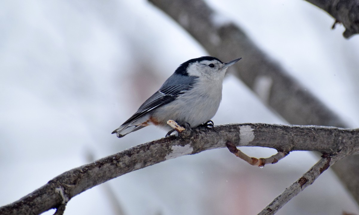 White-breasted Nuthatch - ML417615461