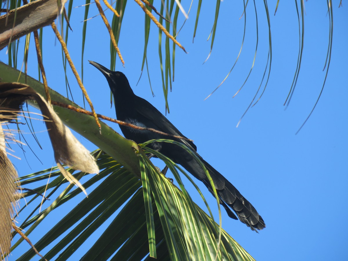 Great-tailed Grackle - ML417616291