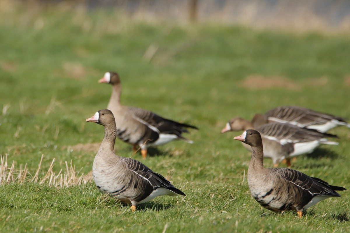 Greater White-fronted Goose - ML417616771