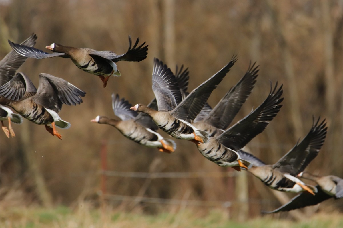 Greater White-fronted Goose - ML417616831