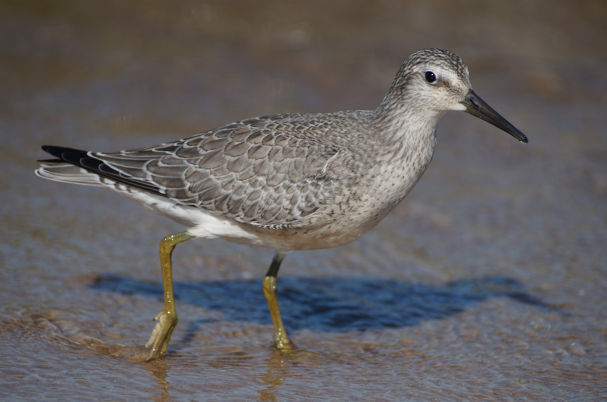 Red Knot - ML417617731