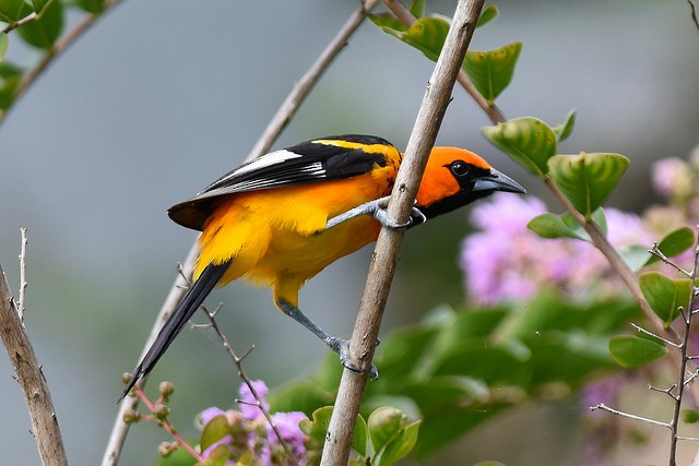 Spot-breasted Oriole - ML41761901