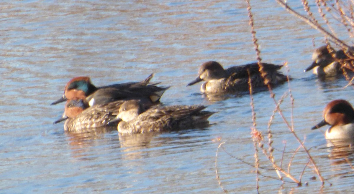Green-winged Teal - ML41761951