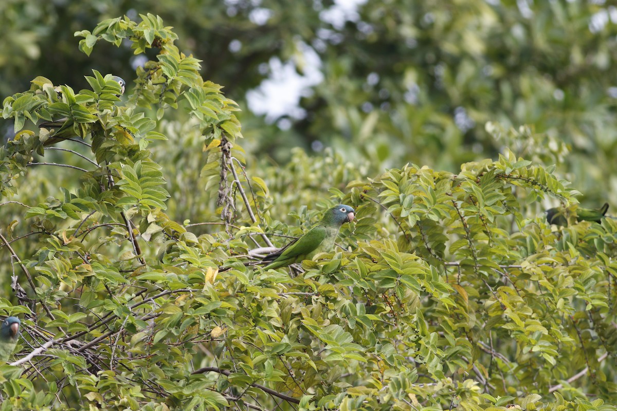 Blue-crowned Parakeet - miriam avello