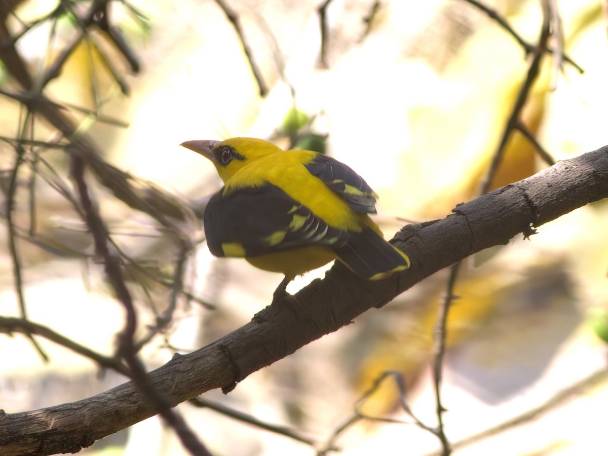 Indian Golden Oriole - ML417620911