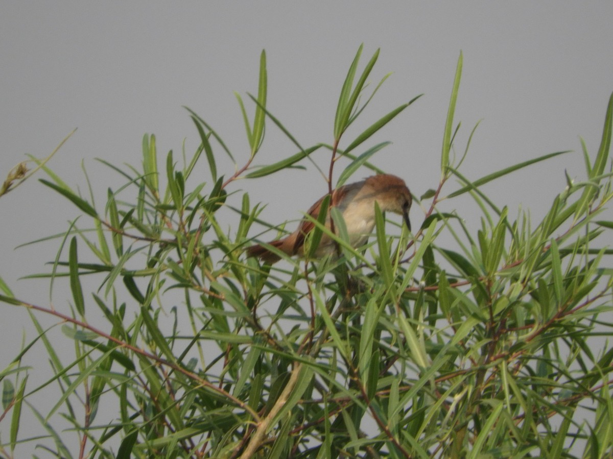 Yellow-chinned Spinetail - ML417621221