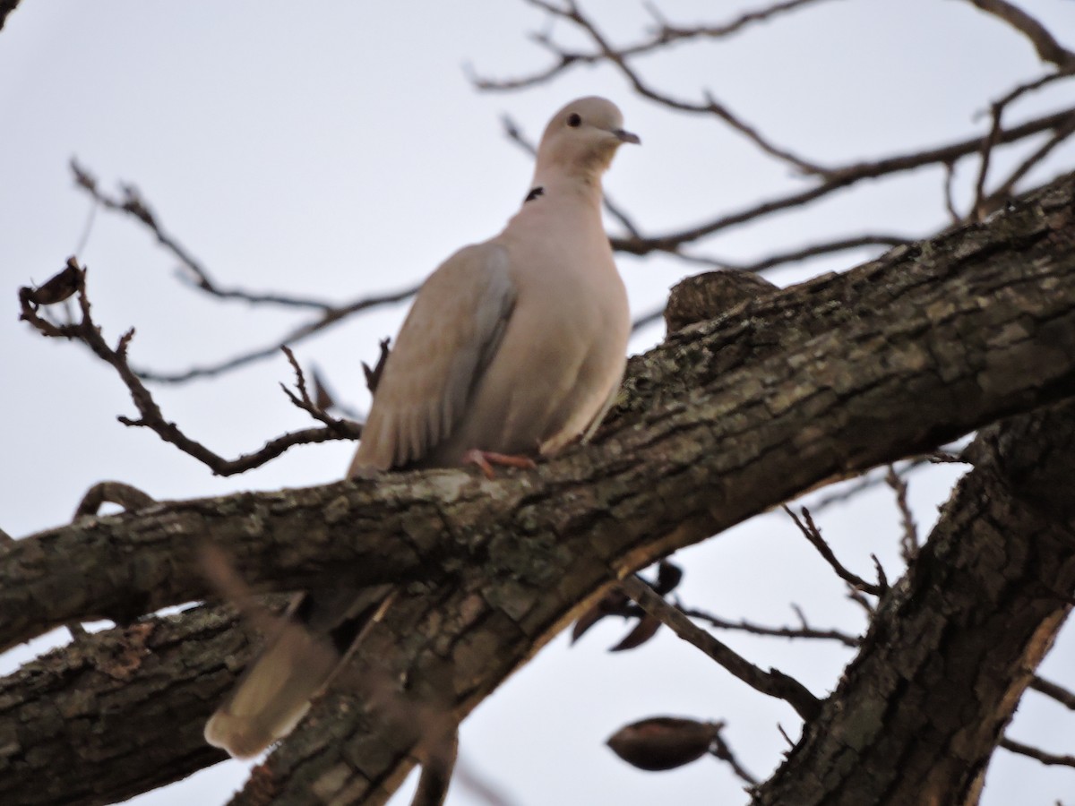 Eurasian Collared-Dove - Taylor Abbott