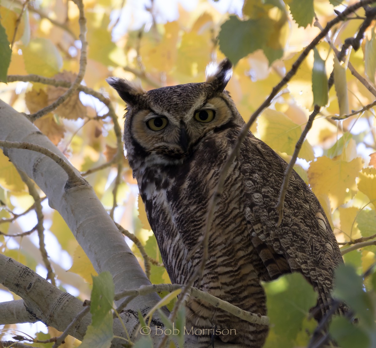 Great Horned Owl - ML41762431
