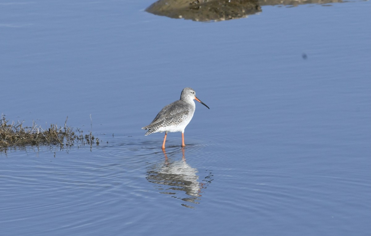 Spotted Redshank - ML417624471