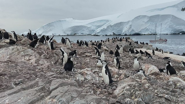 Антарктический пингвин - ML417624521