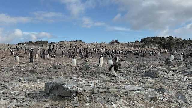 Ослиный пингвин - ML417625551