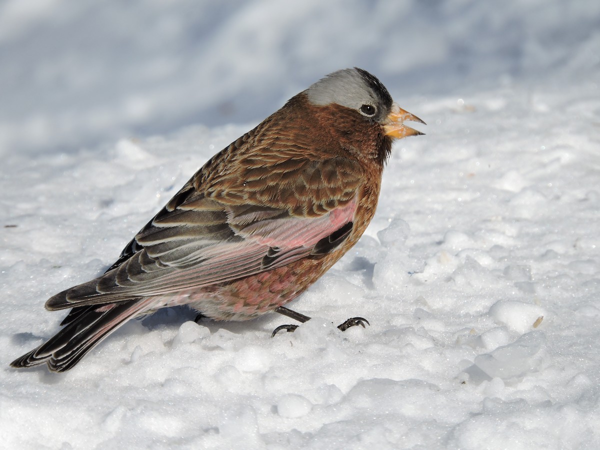 Gray-crowned Rosy-Finch - Taylor Abbott
