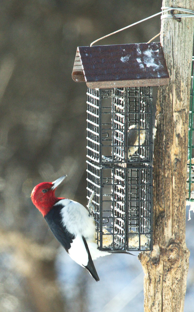 Red-headed Woodpecker - ML417629491