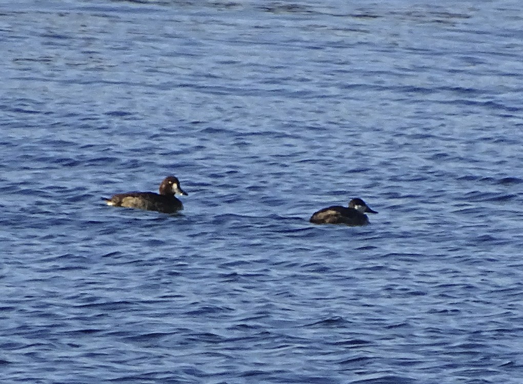 Greater Scaup - ML41763161