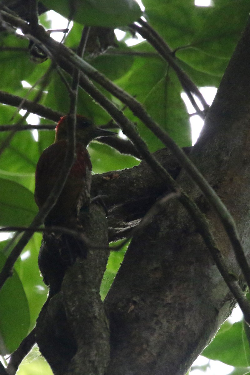 Red-stained Woodpecker - ML417636761