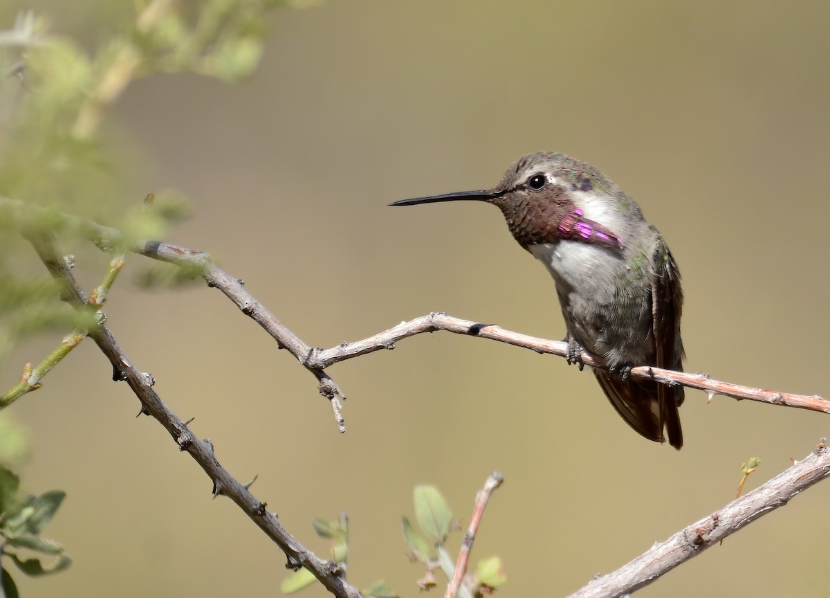 Costa's Hummingbird - ML417637201