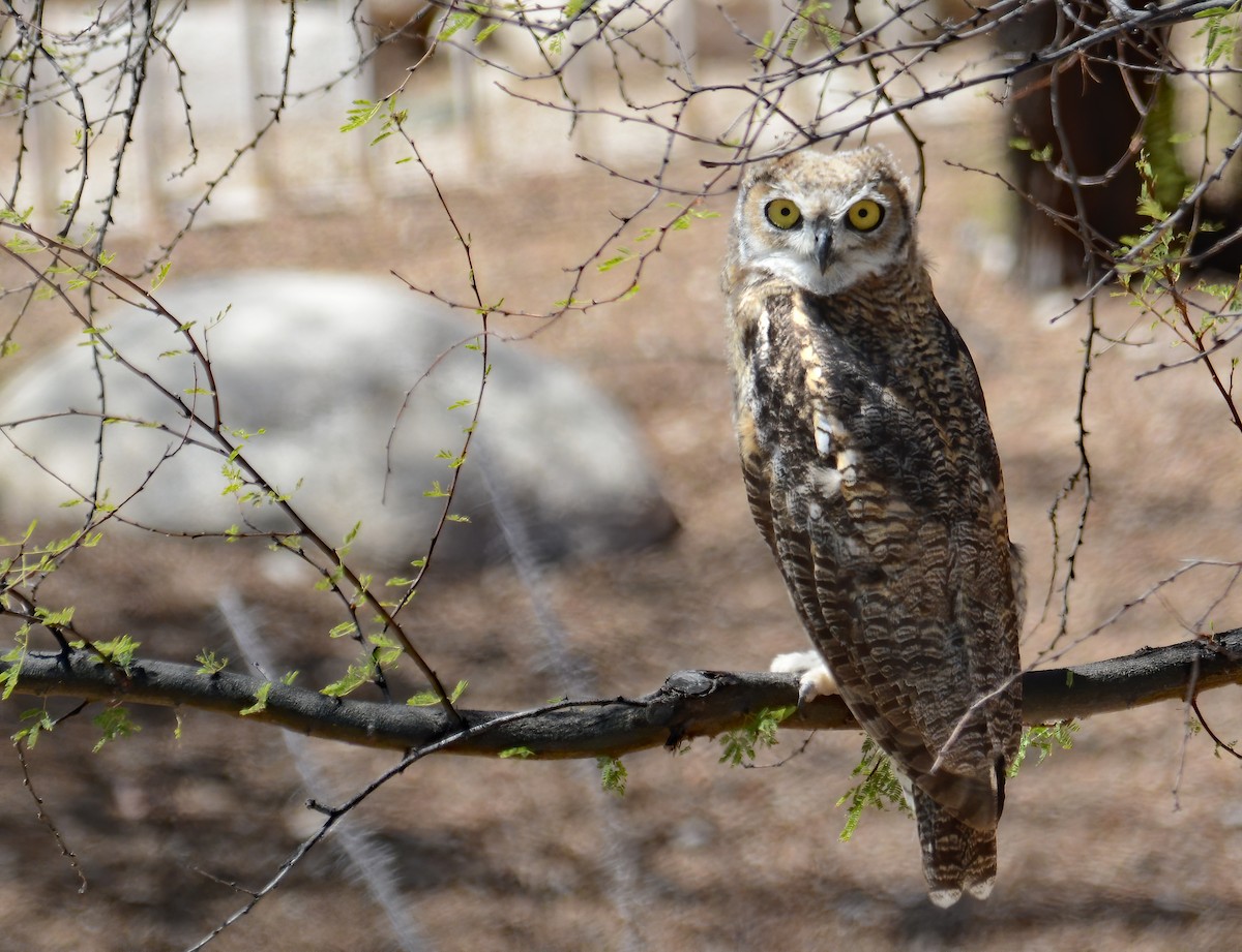 Great Horned Owl - ML417637361