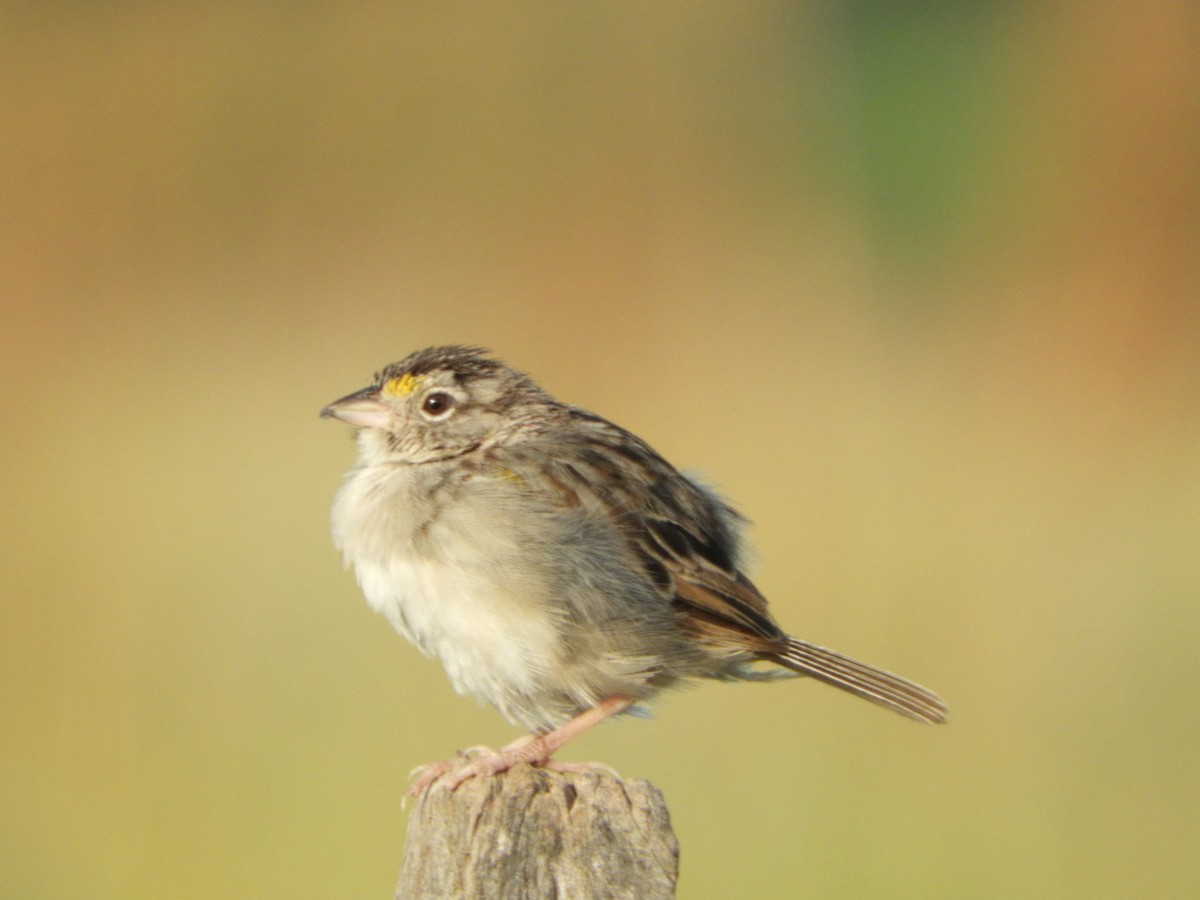 Grassland Sparrow - ML417643231