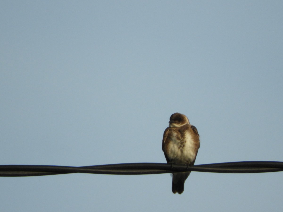 Brown-chested Martin - Silvia Enggist