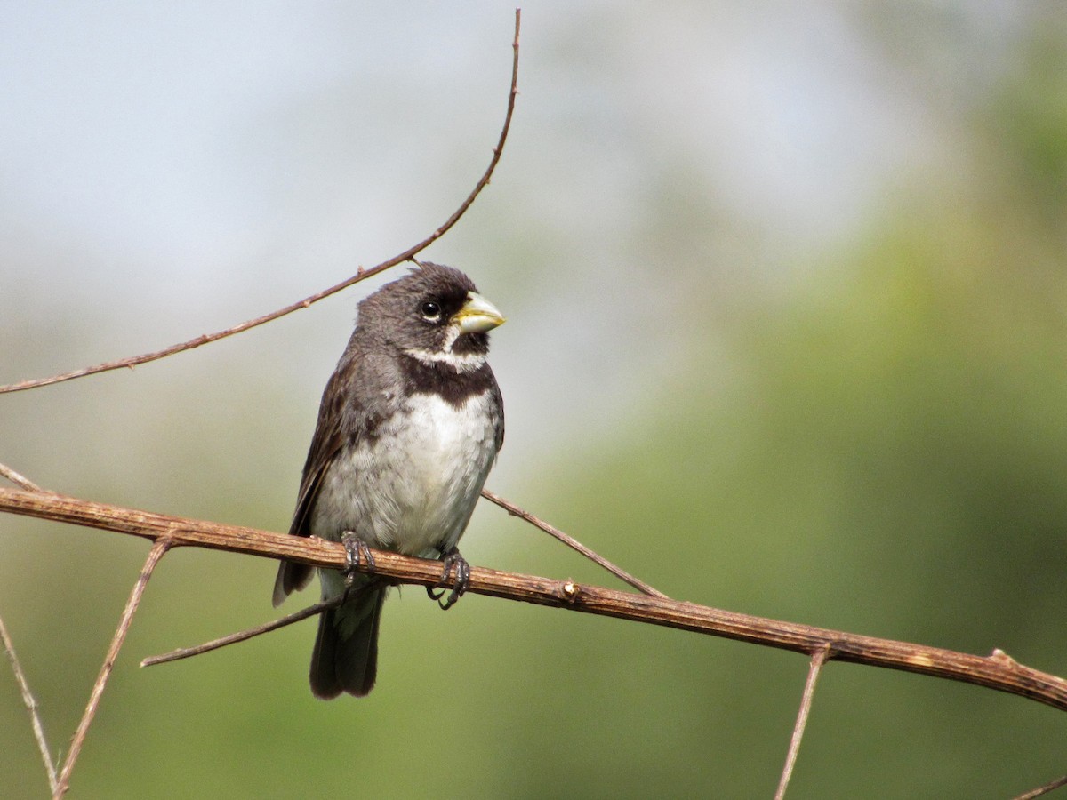 Double-collared Seedeater - ML417646471