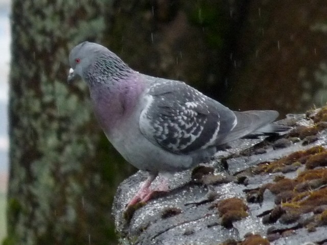 Rock Pigeon (Feral Pigeon) - ML41765211