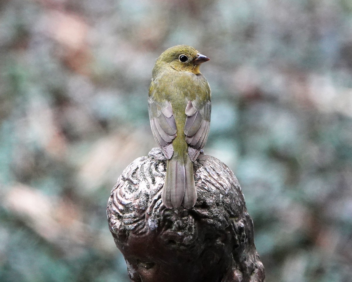 Painted Bunting - ML417655361