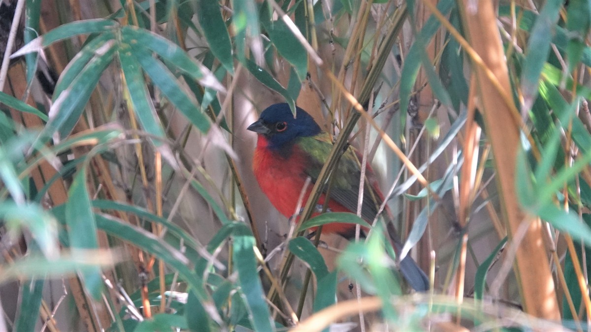 Painted Bunting - ML417656011